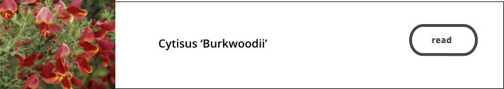 read   Cytisus ‘Burkwoodii’   read