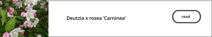 read   Deutzia x rosea ‘Carninea’   read