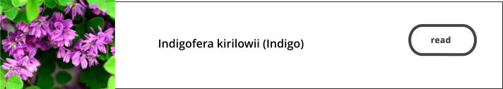 read   Indigofera kirilowii (Indigo)   read
