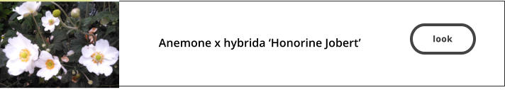 look  Anemone x hybrida ‘Honorine Jobert’   look