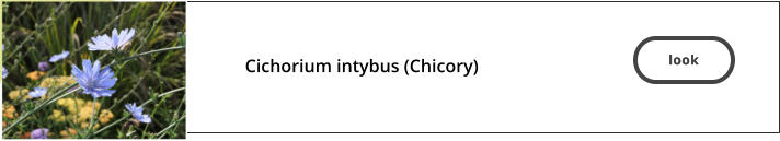 look  Cichorium intybus (Chicory)   look