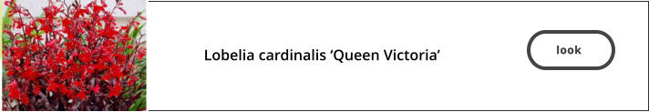 look   Lobelia cardinalis ‘Queen Victoria’  look