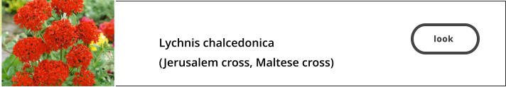 look   Lychnis chalcedonica  (Jerusalem cross, Maltese cross)  look