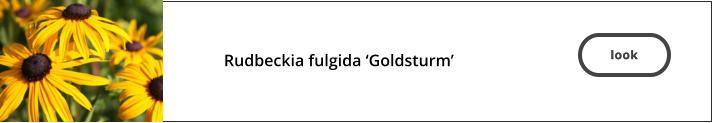 look  Rudbeckia fulgida ‘Goldsturm’   look