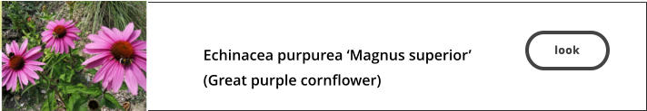 look  Echinacea purpurea ‘Magnus superior’ (Great purple cornflower)  look