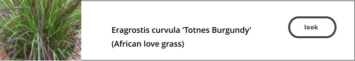 look   Eragrostis curvula ‘Totnes Burgundy’  (African love grass)  look