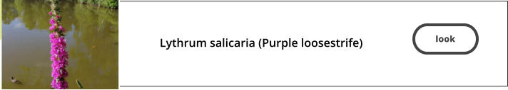 look  Lythrum salicaria (Purple loosestrife)   look