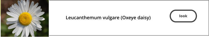 look  Leucanthemum vulgare (Oxeye daisy)   look