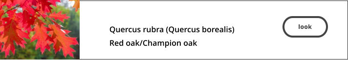 look  Quercus rubra (Quercus borealis)  Red oak/Champion oak   look