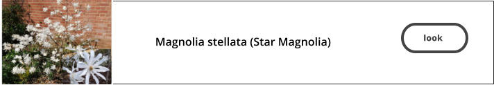 look   Magnolia stellata (Star Magnolia)  look