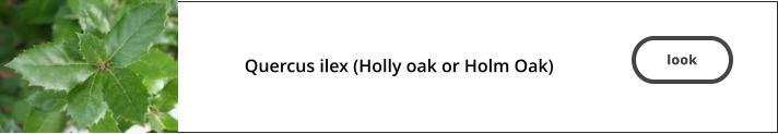 look  Quercus ilex (Holly oak or Holm Oak)    look