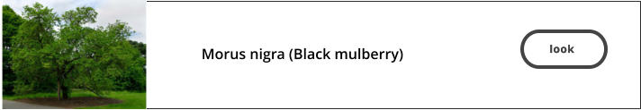 look   Morus nigra (Black mulberry)  look