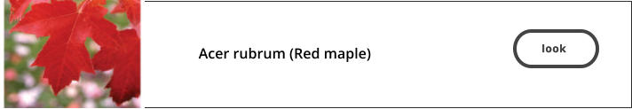 look   Acer rubrum (Red maple)    look