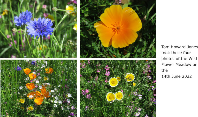 Tom Howard-Jones took these four photos of the Wild Flower Meadow on the  14th June 2022